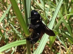 Xylocopa