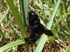 Xylocopa