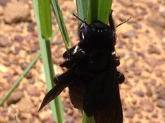 Xylocopa