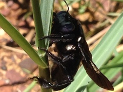 Xylocopa