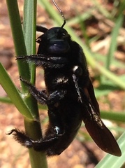 Xylocopa