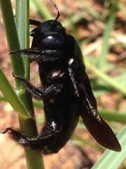 Xylocopa