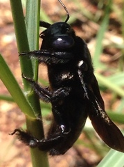Xylocopa