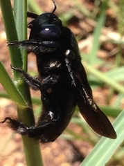 Xylocopa