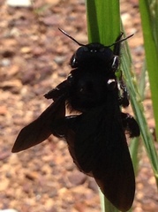 Xylocopa