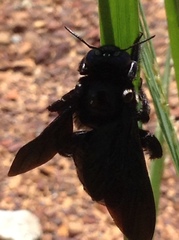 Xylocopa