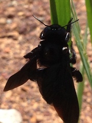 Xylocopa