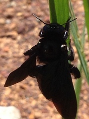 Xylocopa