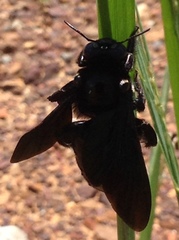 Xylocopa