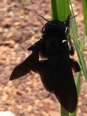 Xylocopa