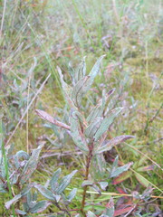 Salix lapponum, photograph art_leostrin, CC0, iNaturalist via GBIF