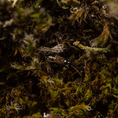 Macrodema microptera