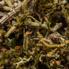 Macrodema microptera