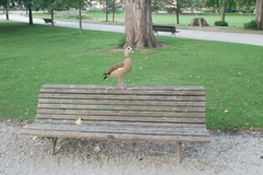 Alopochen aegyptiaca