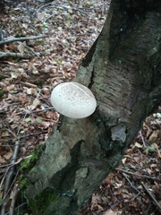 Fomitopsis betulina