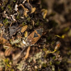 Trapezonotus desertus