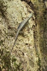 Draco indochinensis