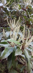 Quintinia sieberi