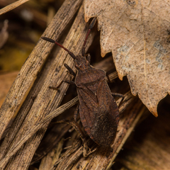 Ulmicola spinipes