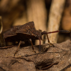 Ulmicola spinipes