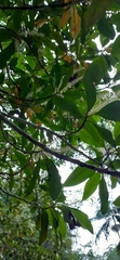 Quintinia sieberi
