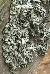 Hypogymnia heterophylla image