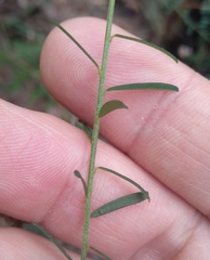 Pultenaea retusa