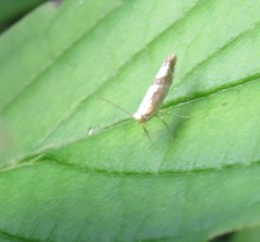 Argyresthia spinosella