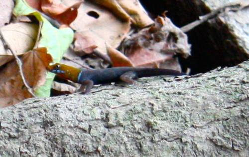 Gonatodes albogularis