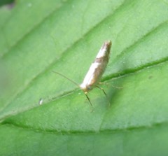 Argyresthia spinosella