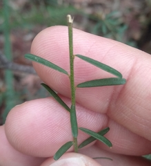 Pultenaea retusa