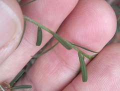 Pultenaea retusa
