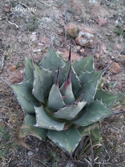 Agave flexispina
