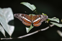 Lebadea martha martha