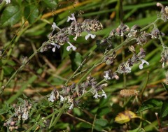 Nepeta nepetella