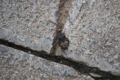 Megymenum brevicorne