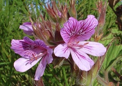 Pelargonium cucullatum strigifolium