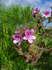 Pelargonium cucullatum strigifolium