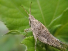 Sphenarium purpurascens