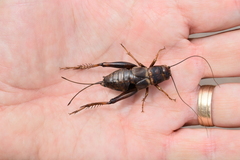Gryllus alexanderi