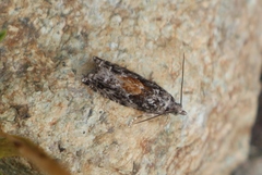 Epinotia nisella
