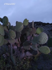 Opuntia hyptiacantha