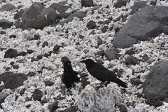 Corvus corax sinuatus