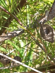 Hakea nodosa