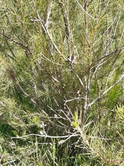 Hakea nodosa