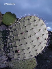 Opuntia hyptiacantha