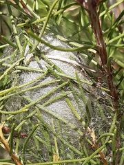 Hakea nodosa