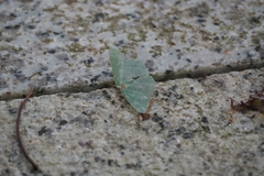 Thalassodes immissaria