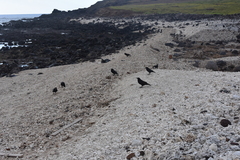 Corvus corax sinuatus