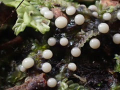 Lamproderma echinulatum